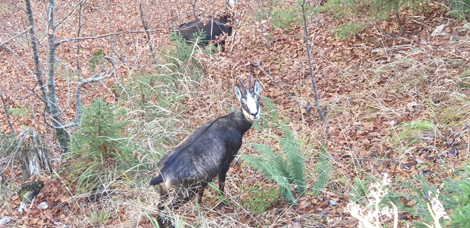 Un camoscio in un bosco di faggi in autunno, tra le foglie secche, con un secondo camoscio sullo sfondo