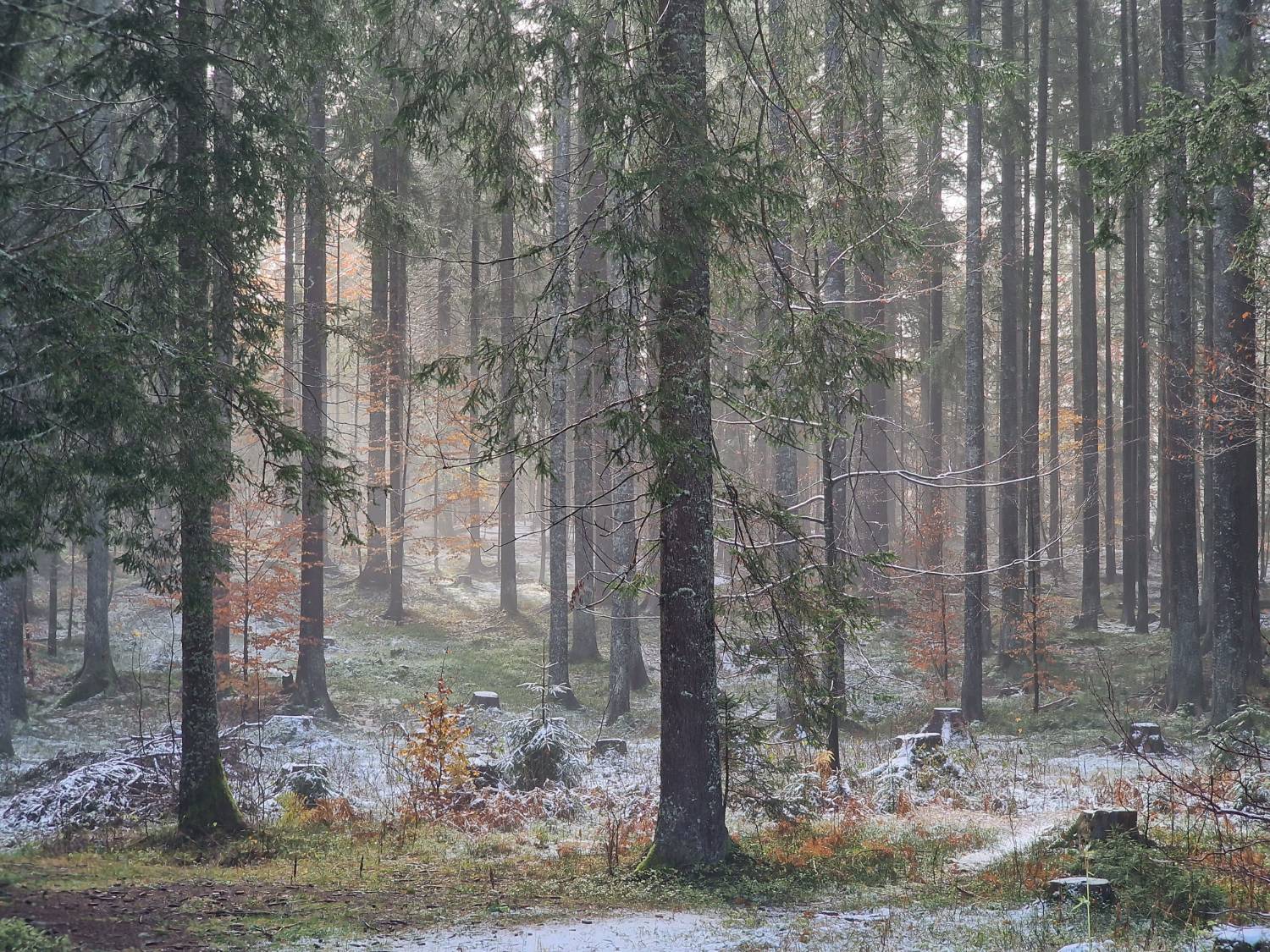 Bosco di abeti alti nella foschia, con le prime spolverate di neve sul terreno e foglie autunnali arancioni
