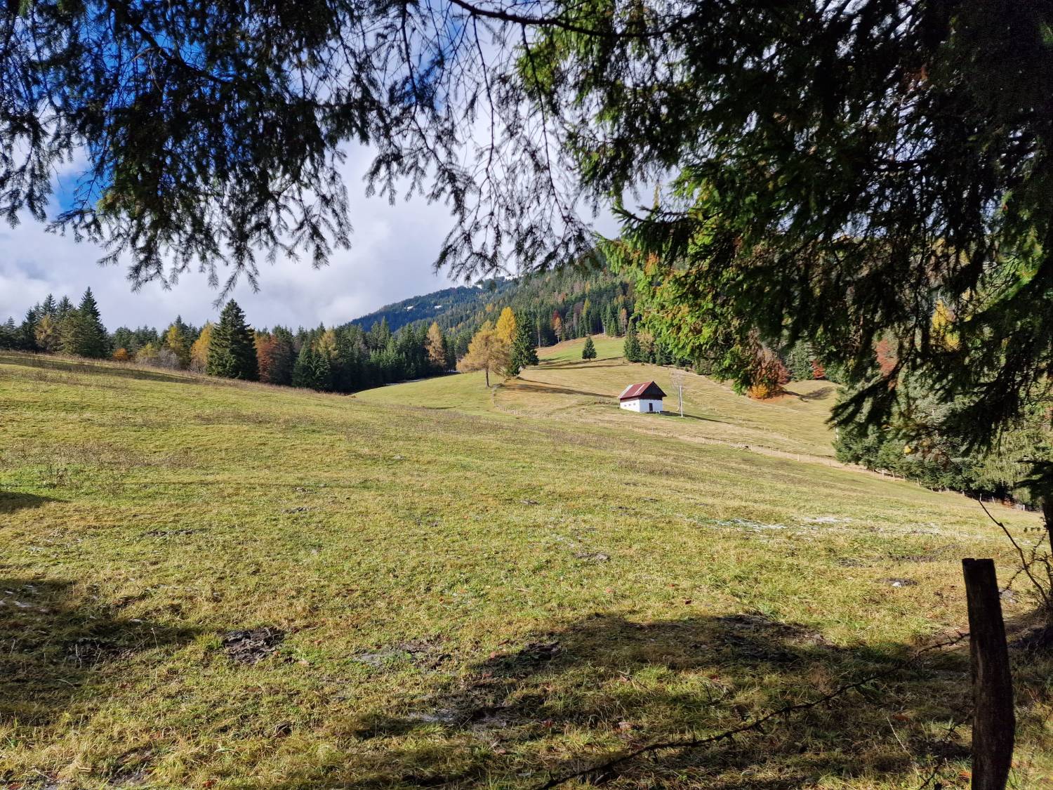Prato d'alta quota in autunno con una piccola baita bianca dal tetto rosso, larici dorati e abeti sullo sfondo, incorniciati dai rami di un abete in primo piano