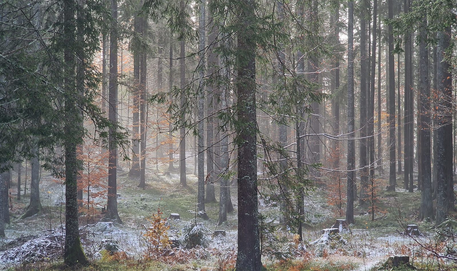 Un bosco di abeti secolari avvolto nella nebbia, con le prime luci del mattino