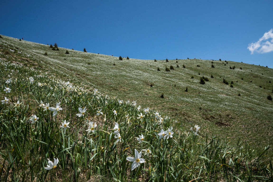 Un pendio dei prati della Golica coperto di narcisi selvatici in fiore