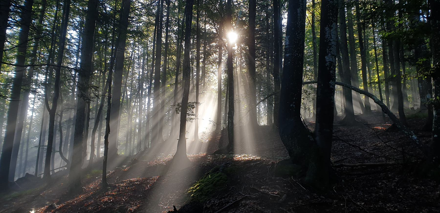 Raggi di sole che filtrano tra i tronchi del bosco nella nebbia del mattino