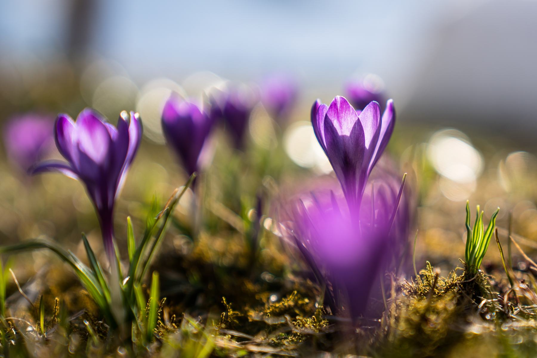 Crochi viola in fiore, in controluce nel sole del mattino