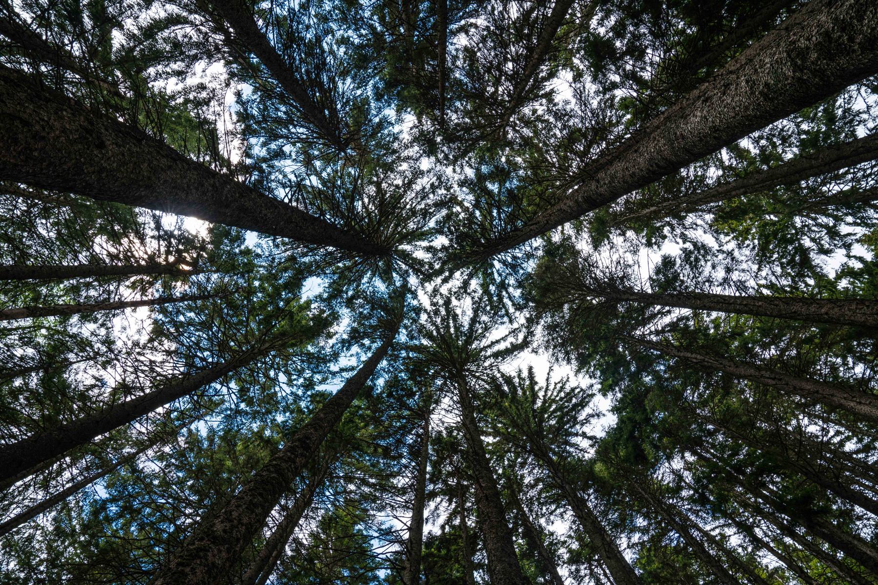 Le cime degli abeti viste dal basso, con il cielo tra i rami