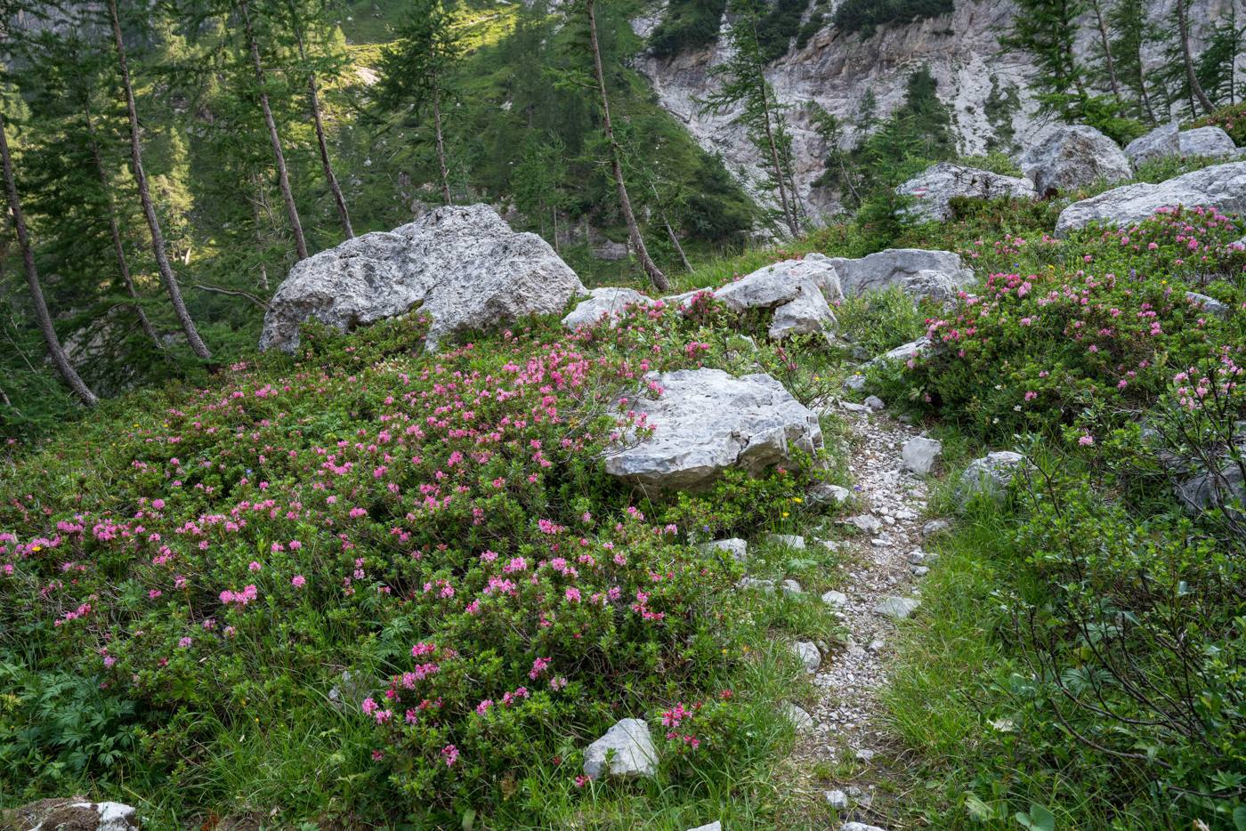Rododendri in fiore lungo il sentiero