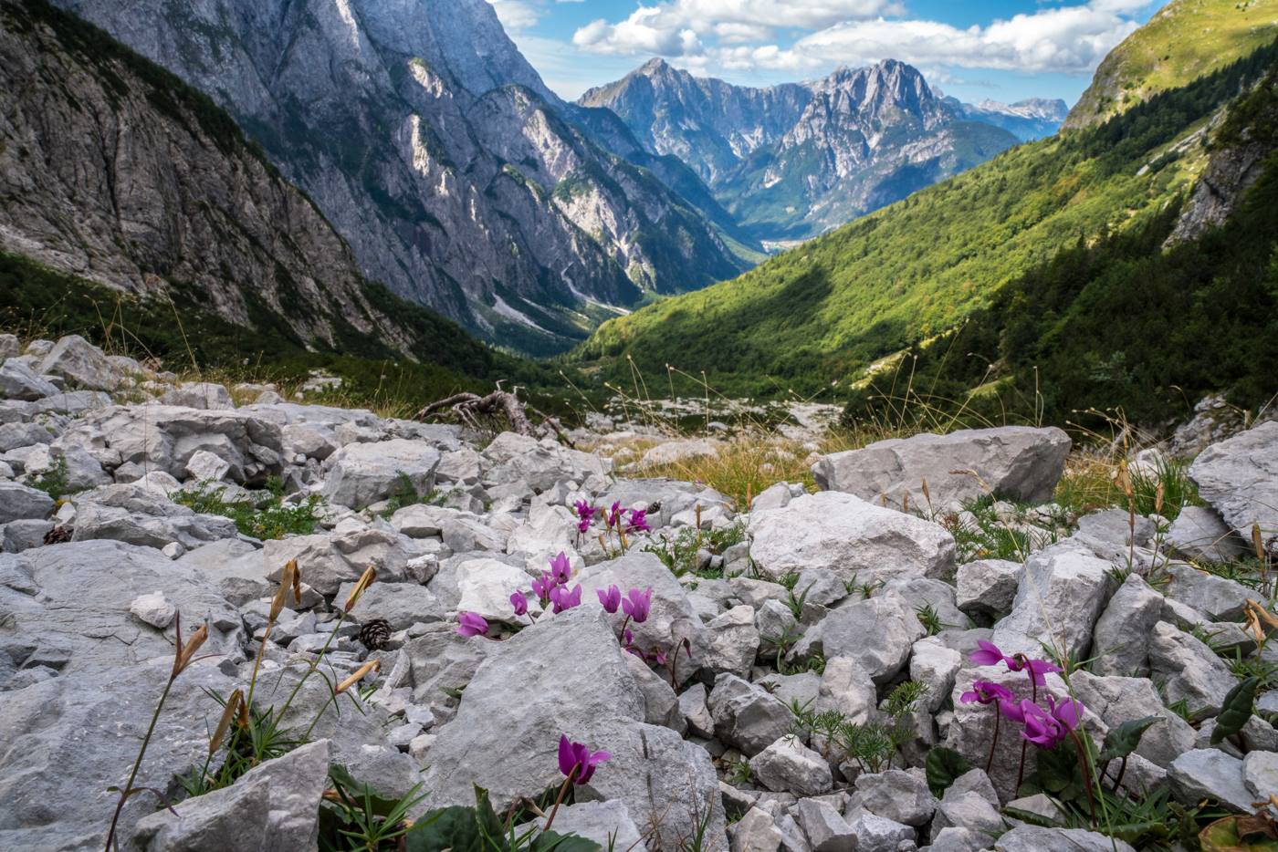 Ciclamini tra i sassi e la valle in lontananza