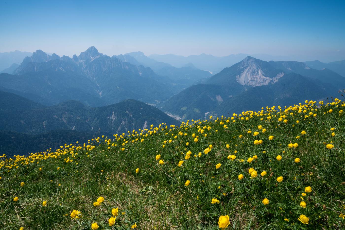 Botton d’oro gialli e montagne sfumate nella foschia