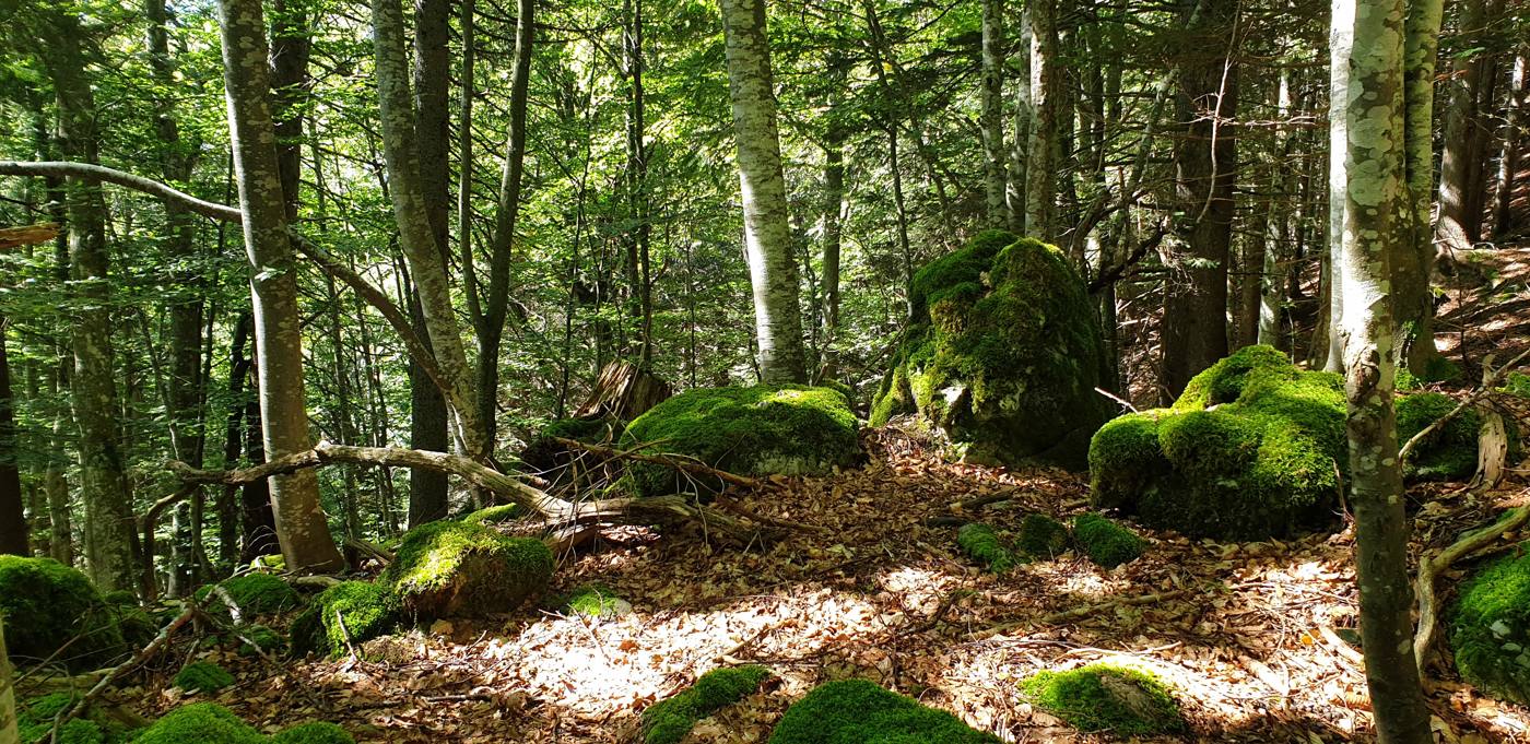 Il bosco con i massi coperti di muschio