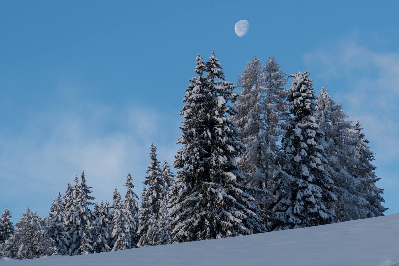 Abeti carichi di neve e la luna nel cielo azzurro