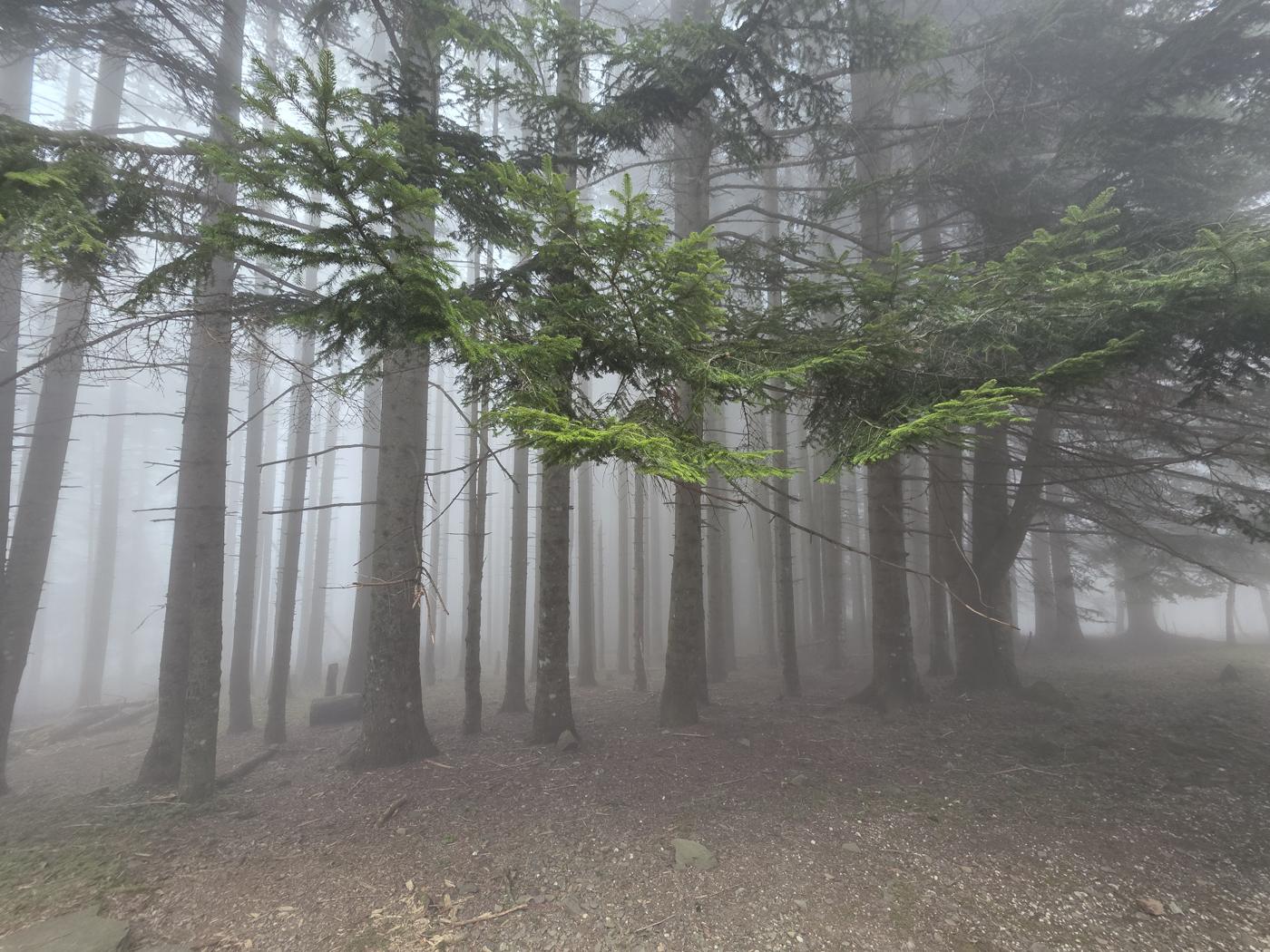Abeti nella nebbia, con un ramo dai germogli verde chiaro in primo piano